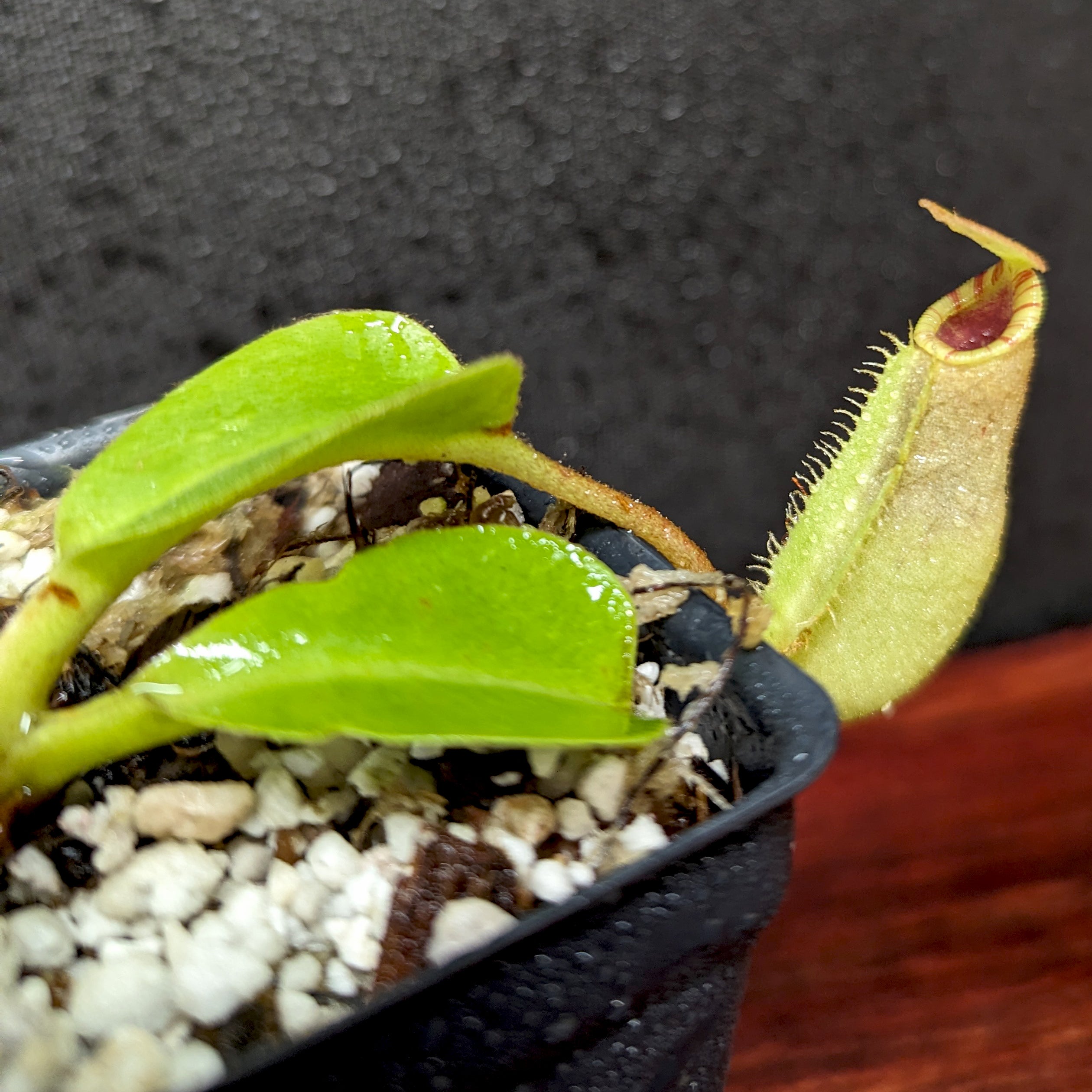 ペローニ Nepenthes (veitchii x lowii) x robcantleyi, BE-4602 – Carnivero