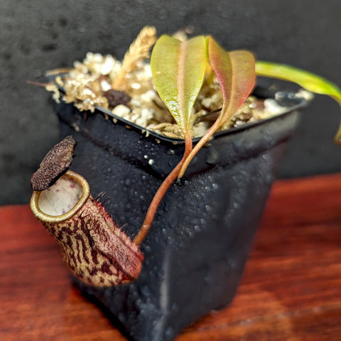 Nepenthes ceciliae BE-4600 with green leaves and a small patterned brown pitcher in a black pot.