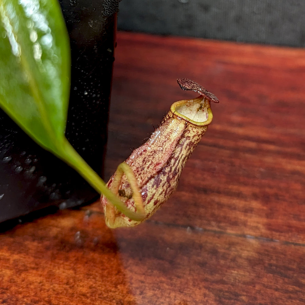 
                      
                        Nepenthes ceciliae, BE-4600
                      
                    
