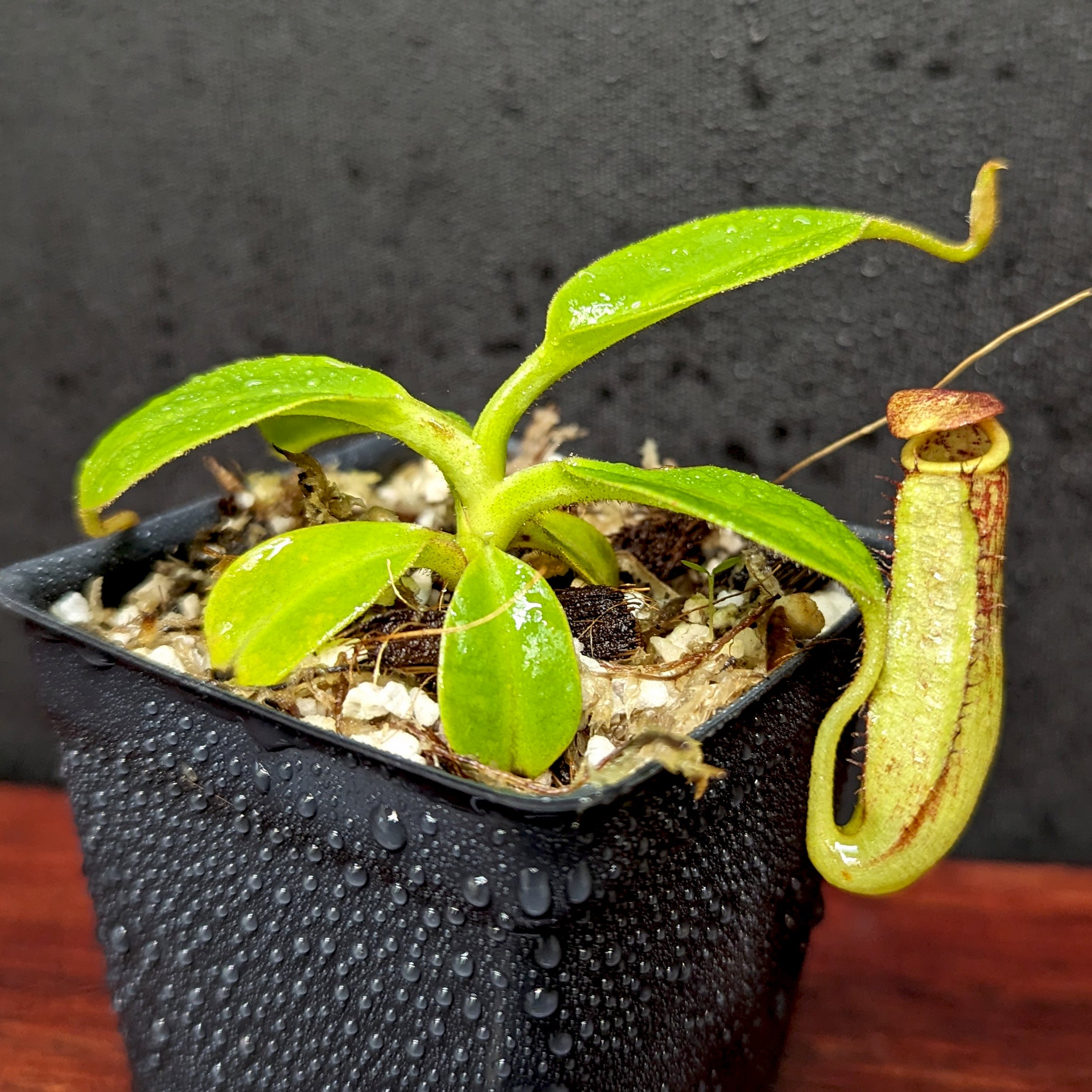 NEPENTHES NEPETHICA 鉢 NEPENTHES NEPETHICA 鉢