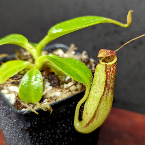 Nepenthes copelandii BE-3046 juvenile with bright green leaves and a curved reddish tipped pitcher in a small pot