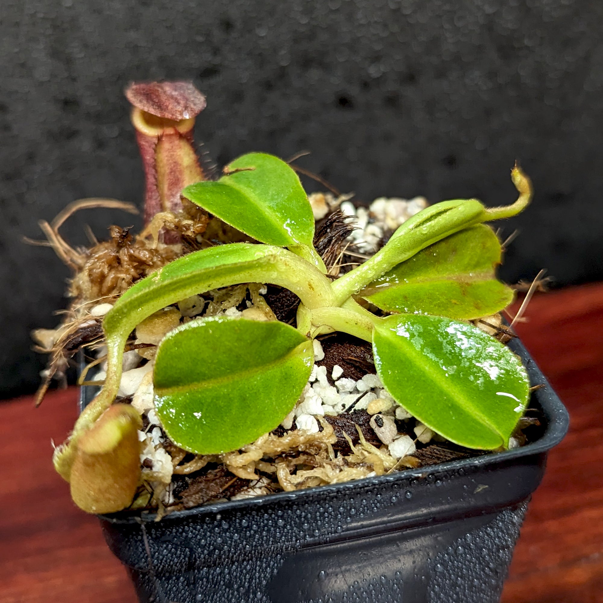 Nepenthes robcantleyi x palawanensis, BE-4591 – Carnivero