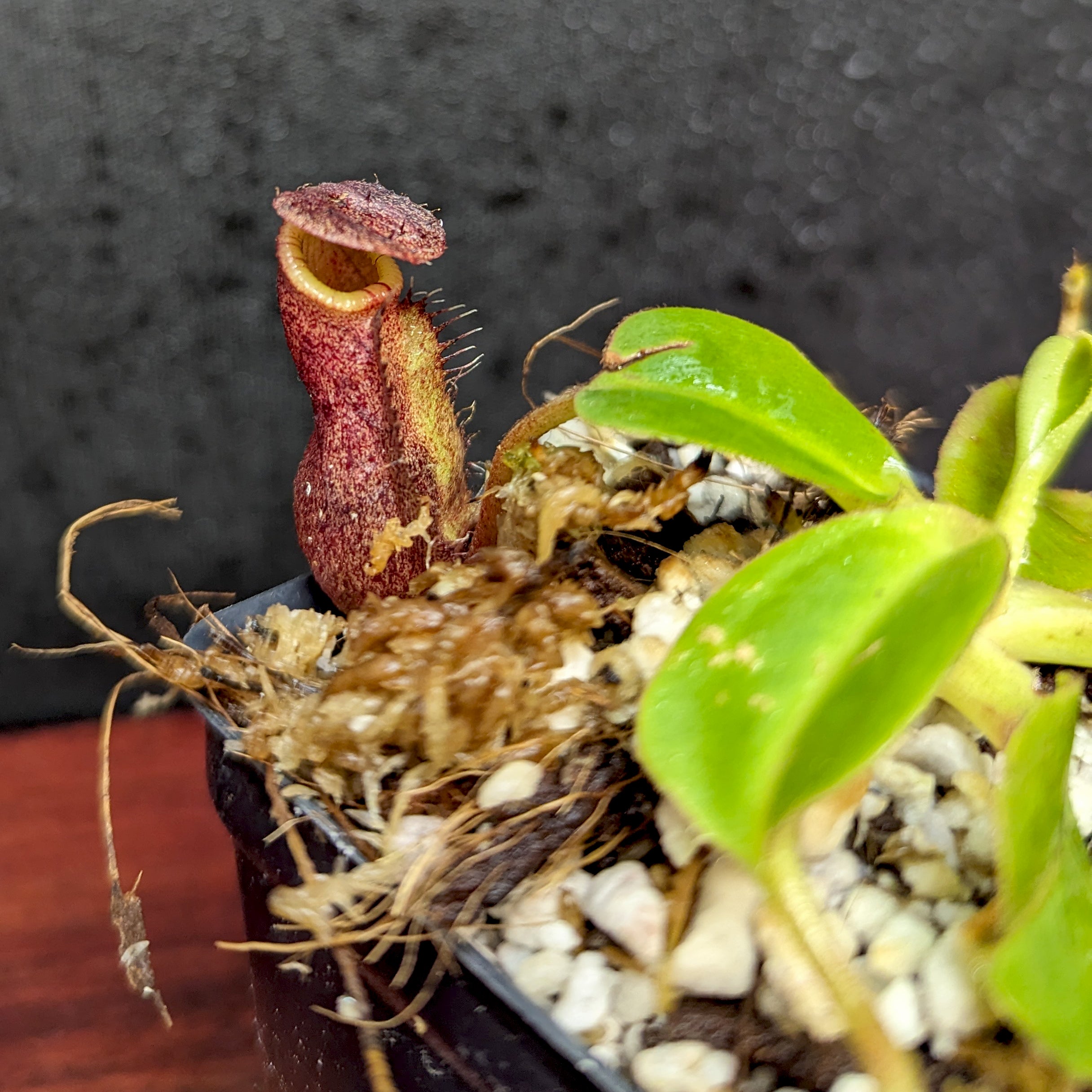 Nepenthes robcantleyi x palawanensis, BE-4591 – Carnivero