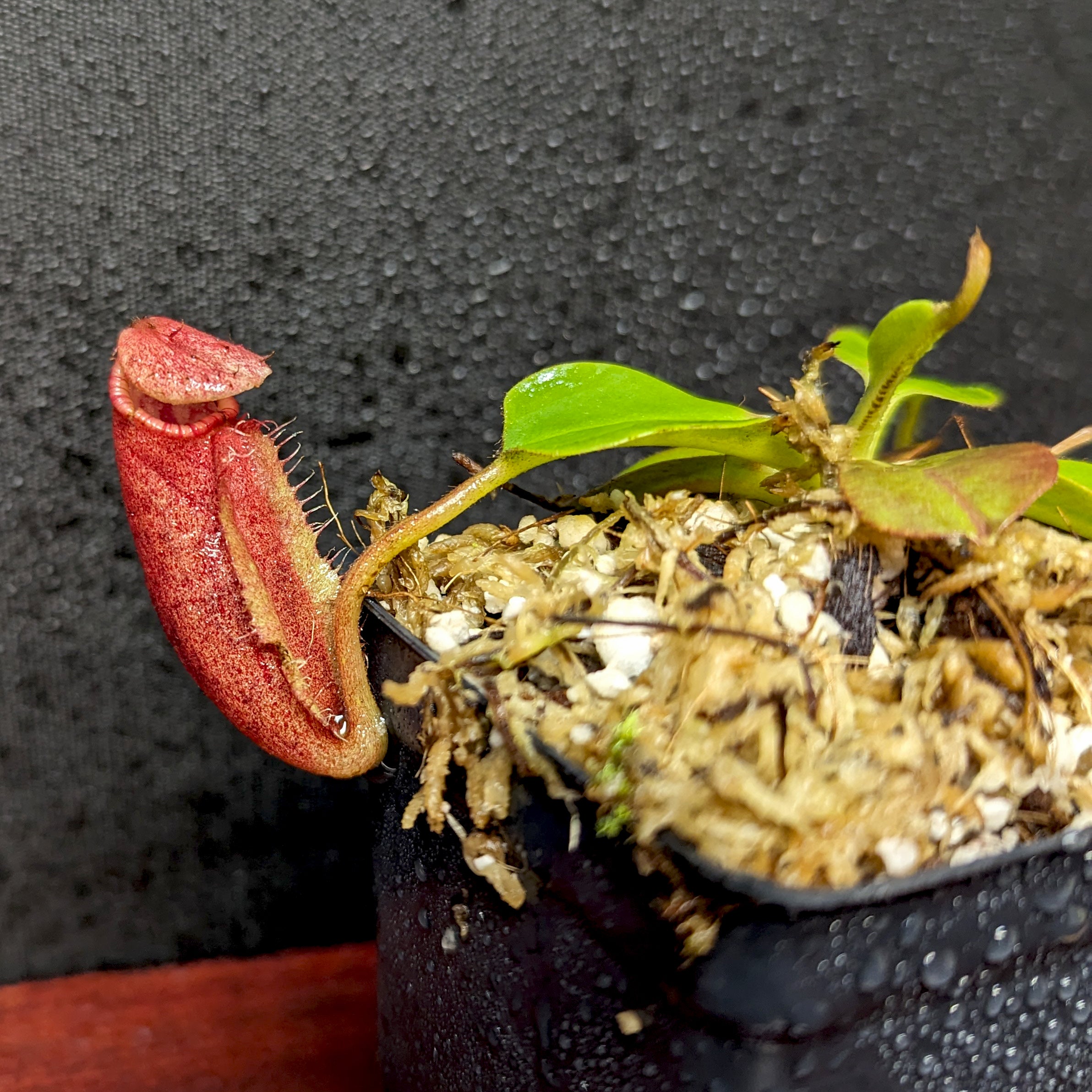 Nepenthes robcantleyi x palawanensis, BE-4591 – Carnivero