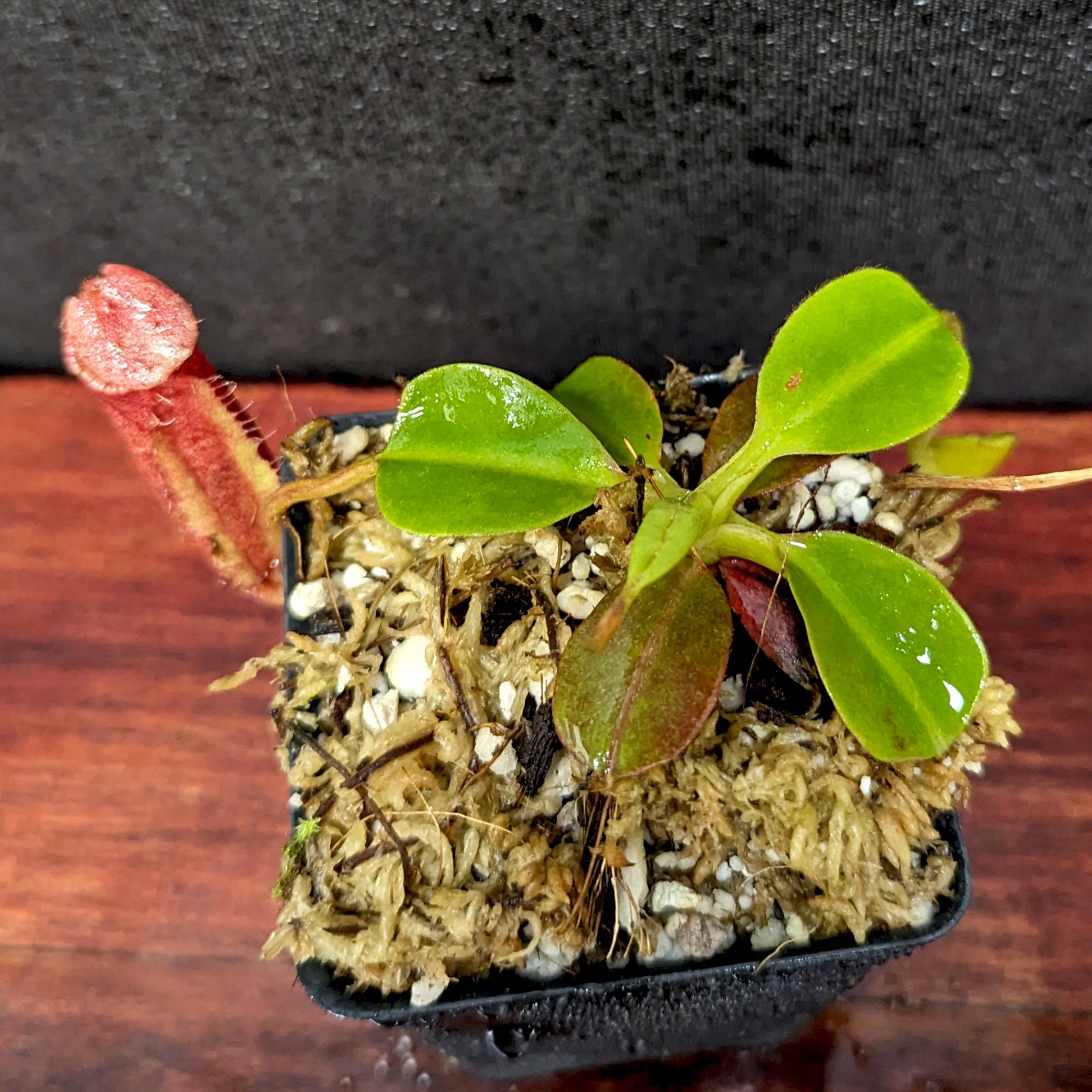 ぺんぺす Nepenthes robcantleyi x palawanensis, BE-4591 – Carnivero