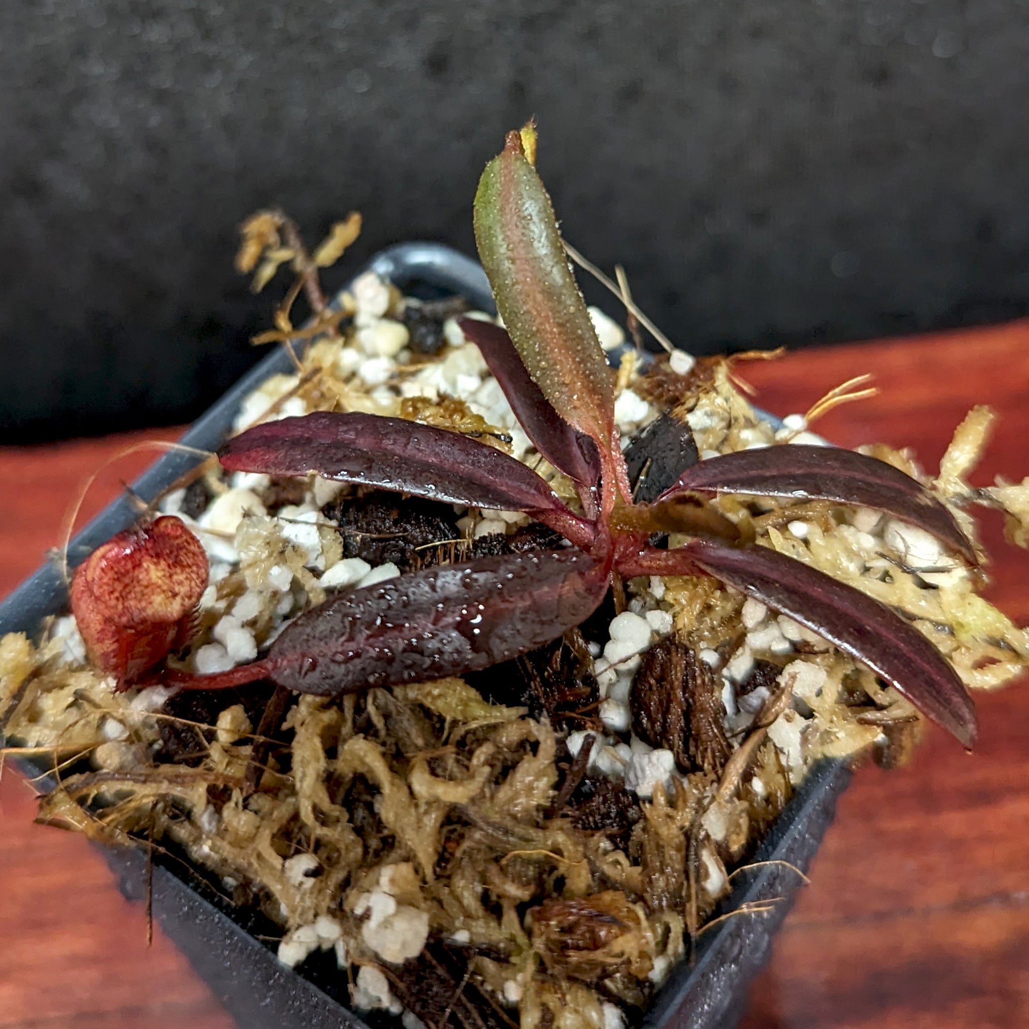 Nepenthes ceciliae, BE-3956 – Carnivero
