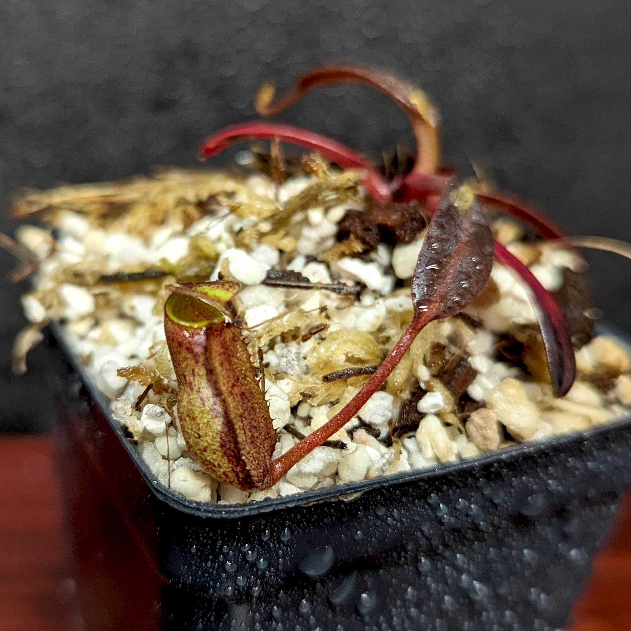 Nepenthes ceciliae, BE-3956 – Carnivero