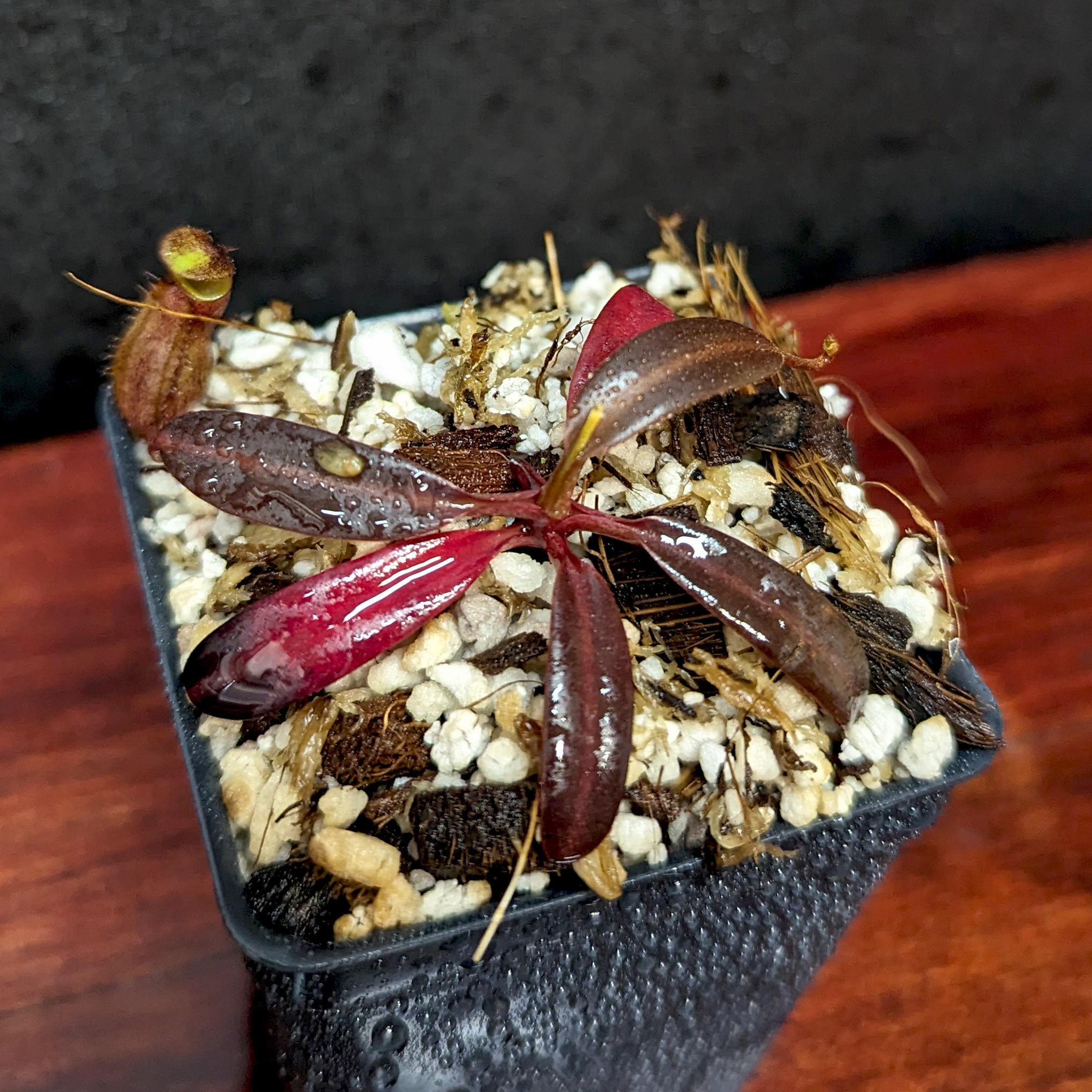 Nepenthes ceciliae, BE-3956 – Carnivero