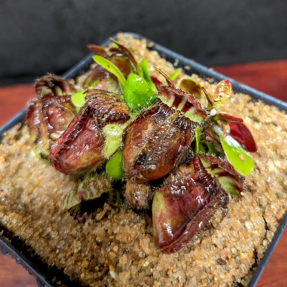 
                      
                        Cephalotus follicularis
                      
                    