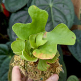 Platycerium ridleyi dwarf Staghorn Fern