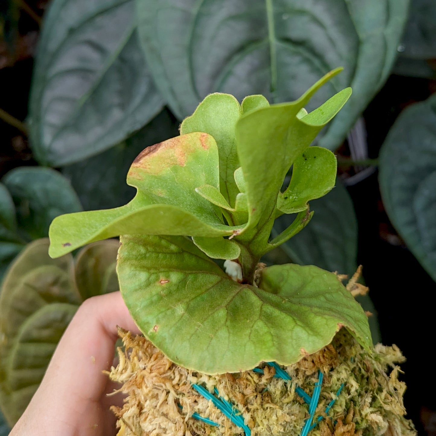 Platycerium ridleyi dwarf Staghorn Fern