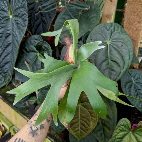 Handheld Platycerium foong siqi Staghorn Fern houseplant with large lobed fronds against dark foliage