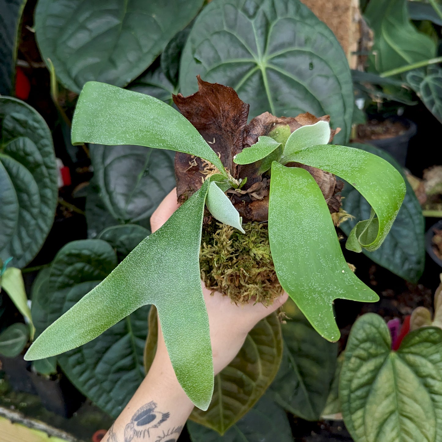 Platycerium foong siqi Staghorn Fern Houseplant
