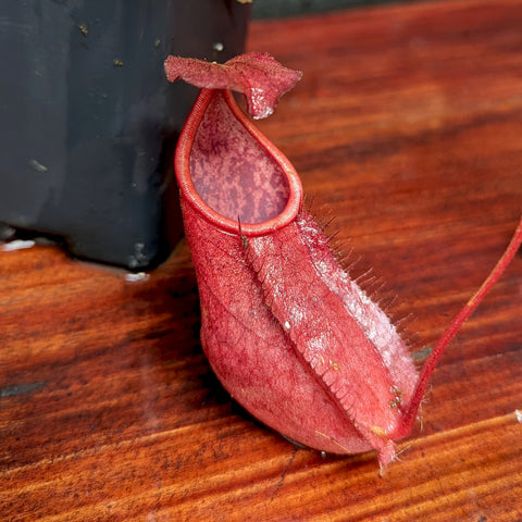 Red Nepenthes thorelii pitcher plant with a curved hanging pitcher beside a dark pot on a wooden surface.