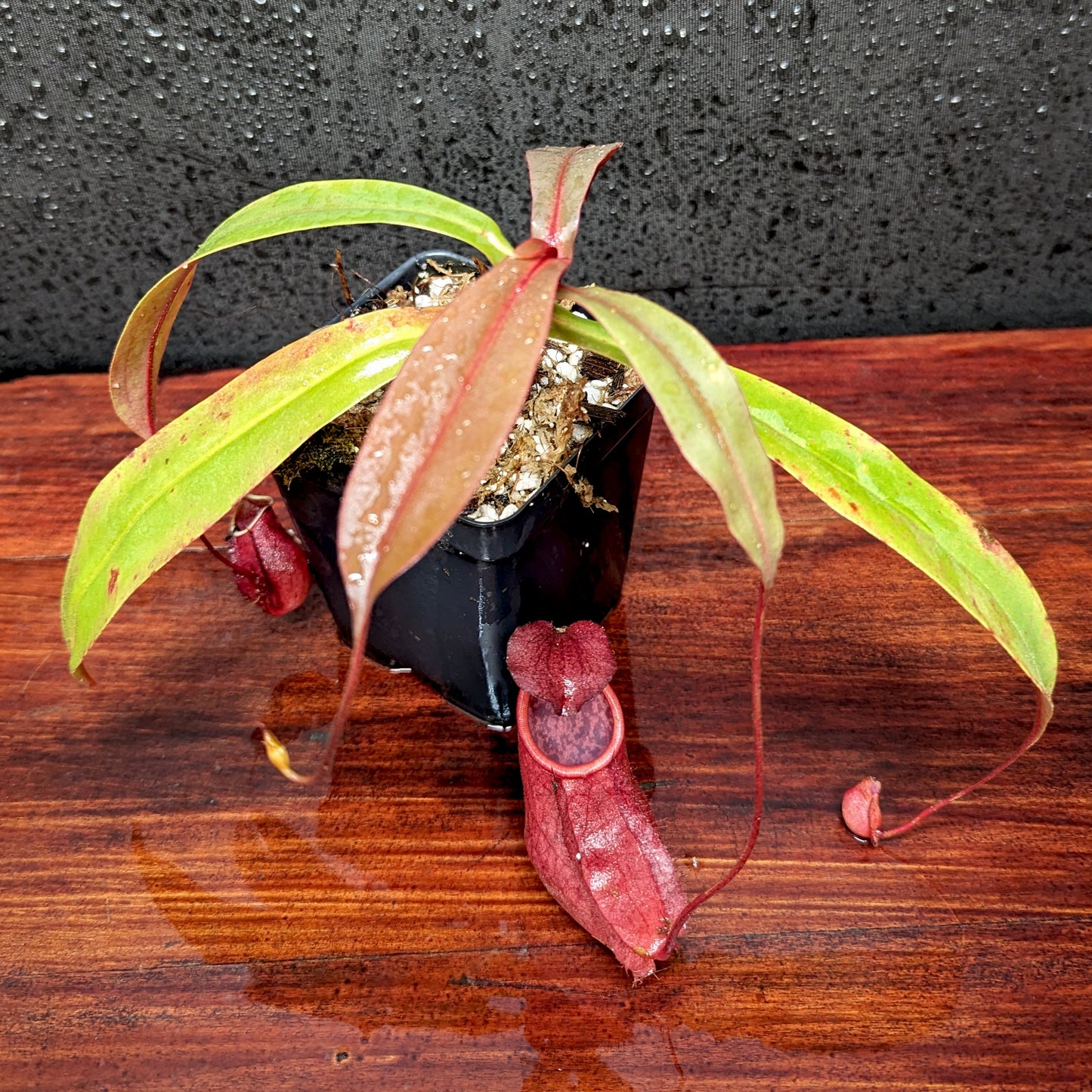 hanging pitcher plant pruning Nepenthes thorelii Pitcher Plant – Carnivero