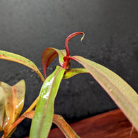 Nepenthes thorelii Pitcher Plant