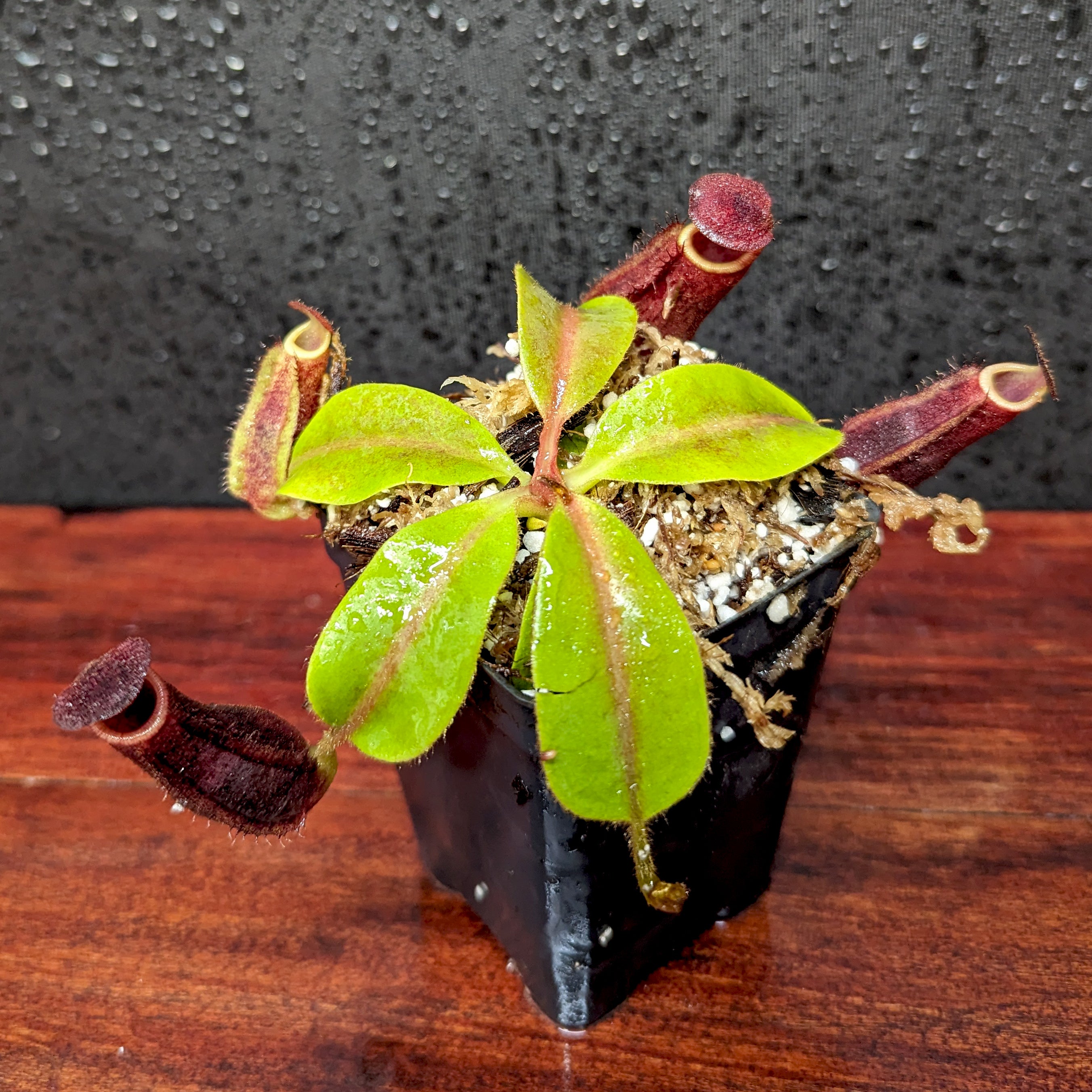 Nepenthes [(lowii x veitchii) x boschiana)] 