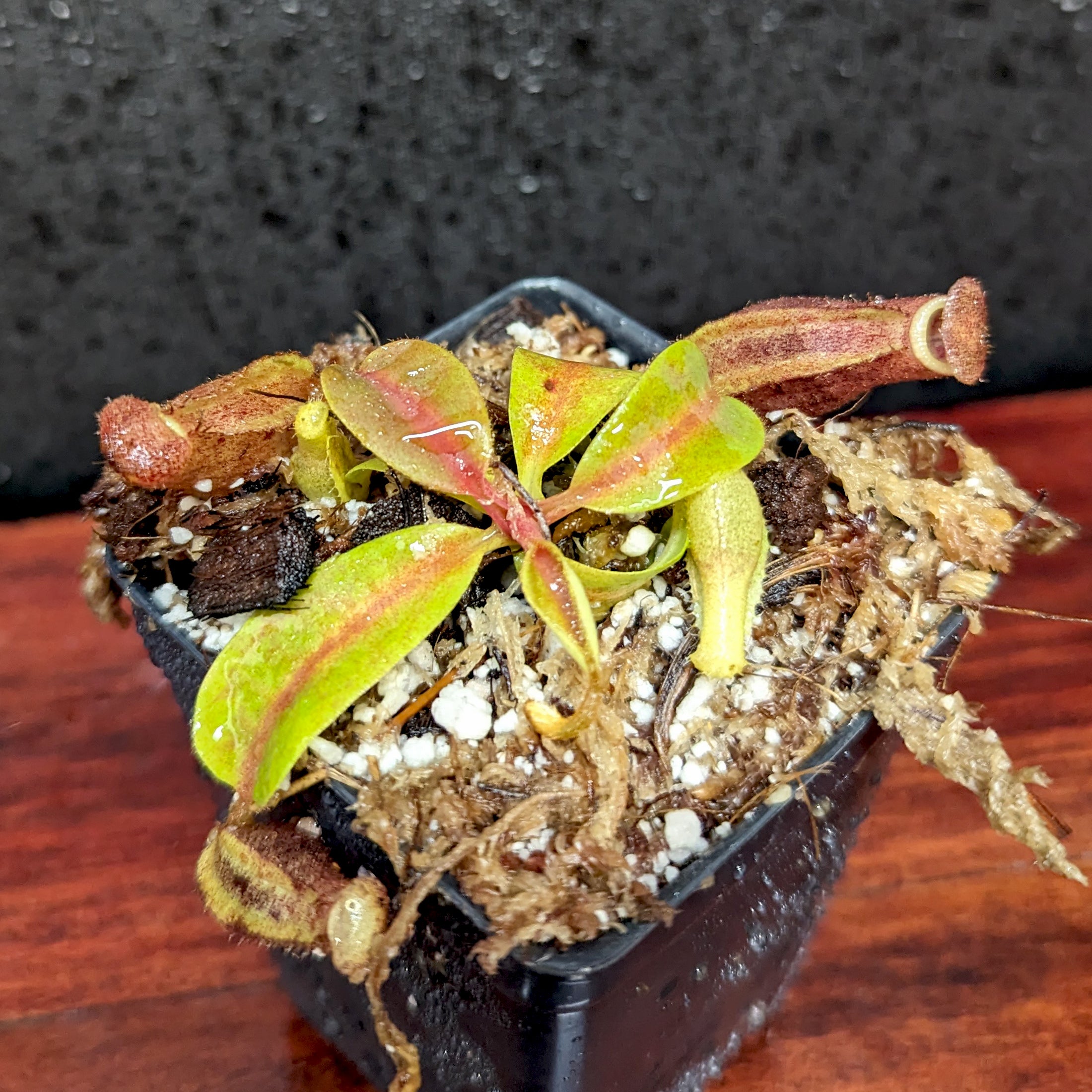 Nepenthes [(lowii x veitchii) x boschiana)] 
