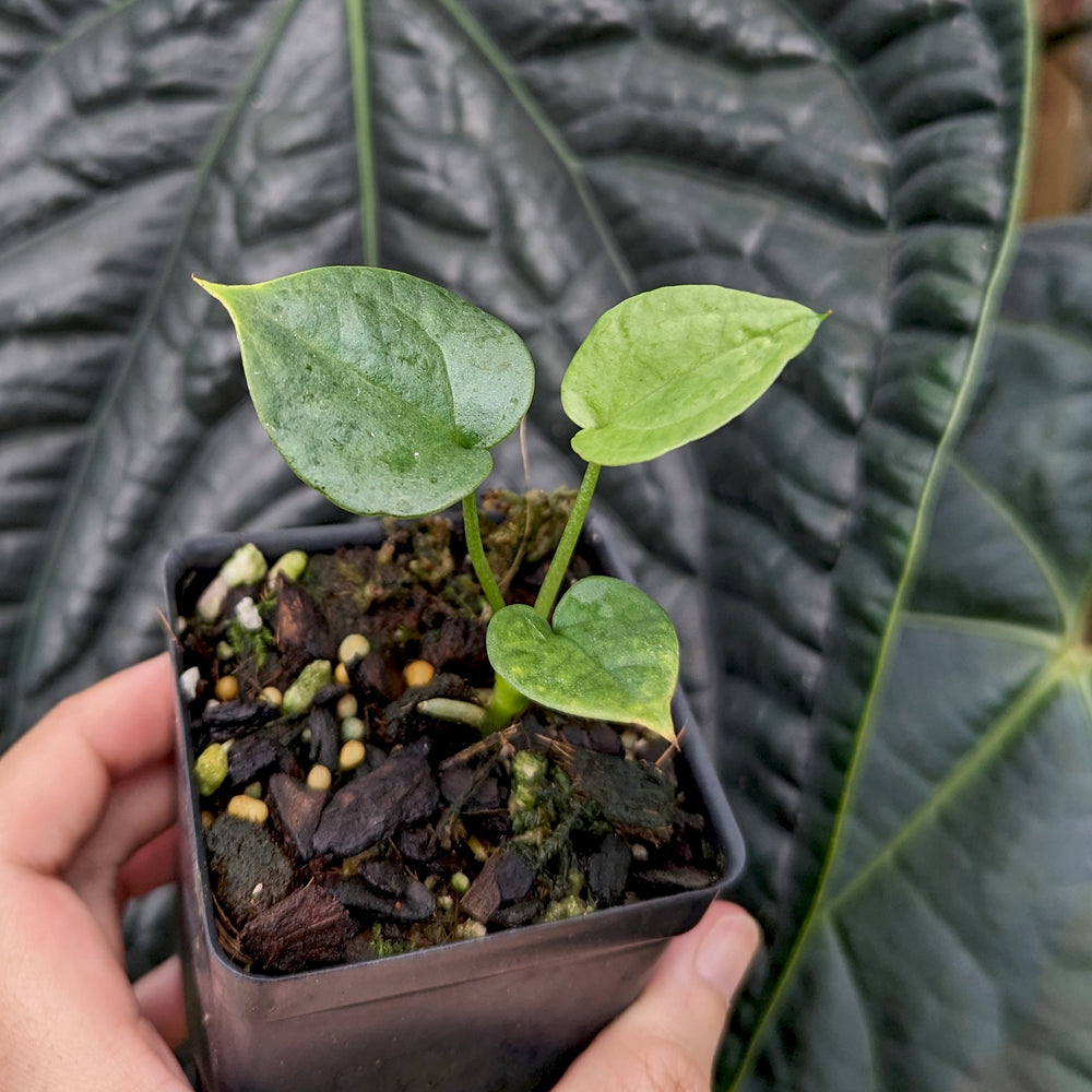 
                      
                        Anthurium 'Delta Force'
                      
                    