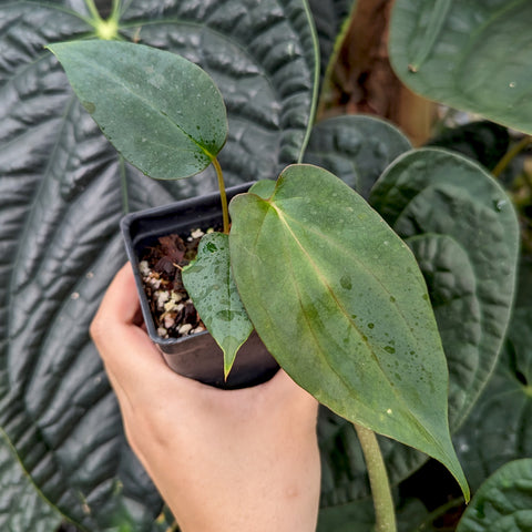 Young Anthurium antolakii BVEP x portillae hybrid in a small pot held by a hand with two large green leaves