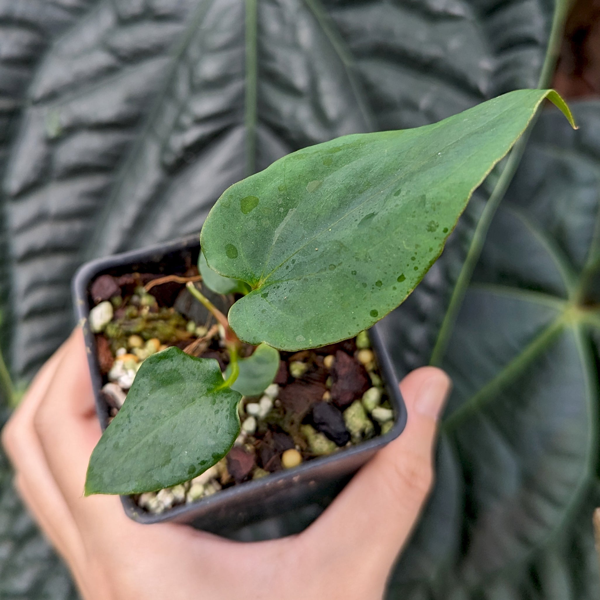 アンスリウム （AOS x Antolakii） x Portillae Anthurium (Ace of spades x Antolakii) x (Portillae NSE x