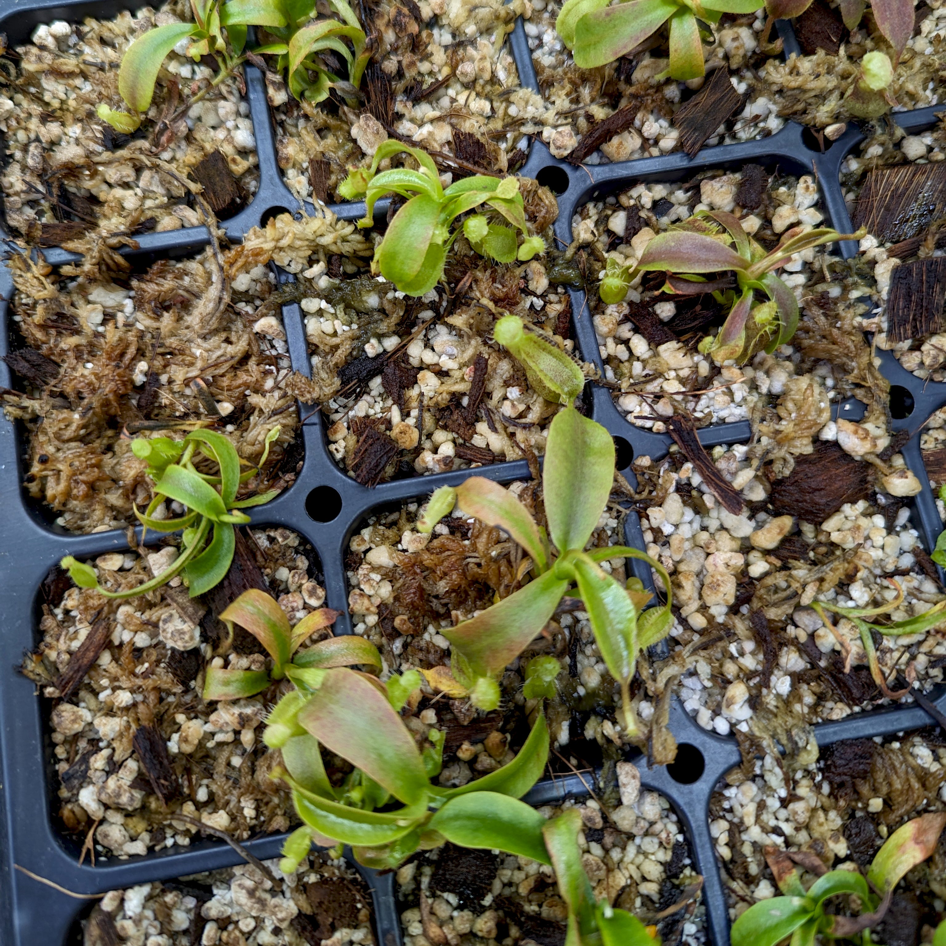 Nepenthes (spathulata x spectabilis) 