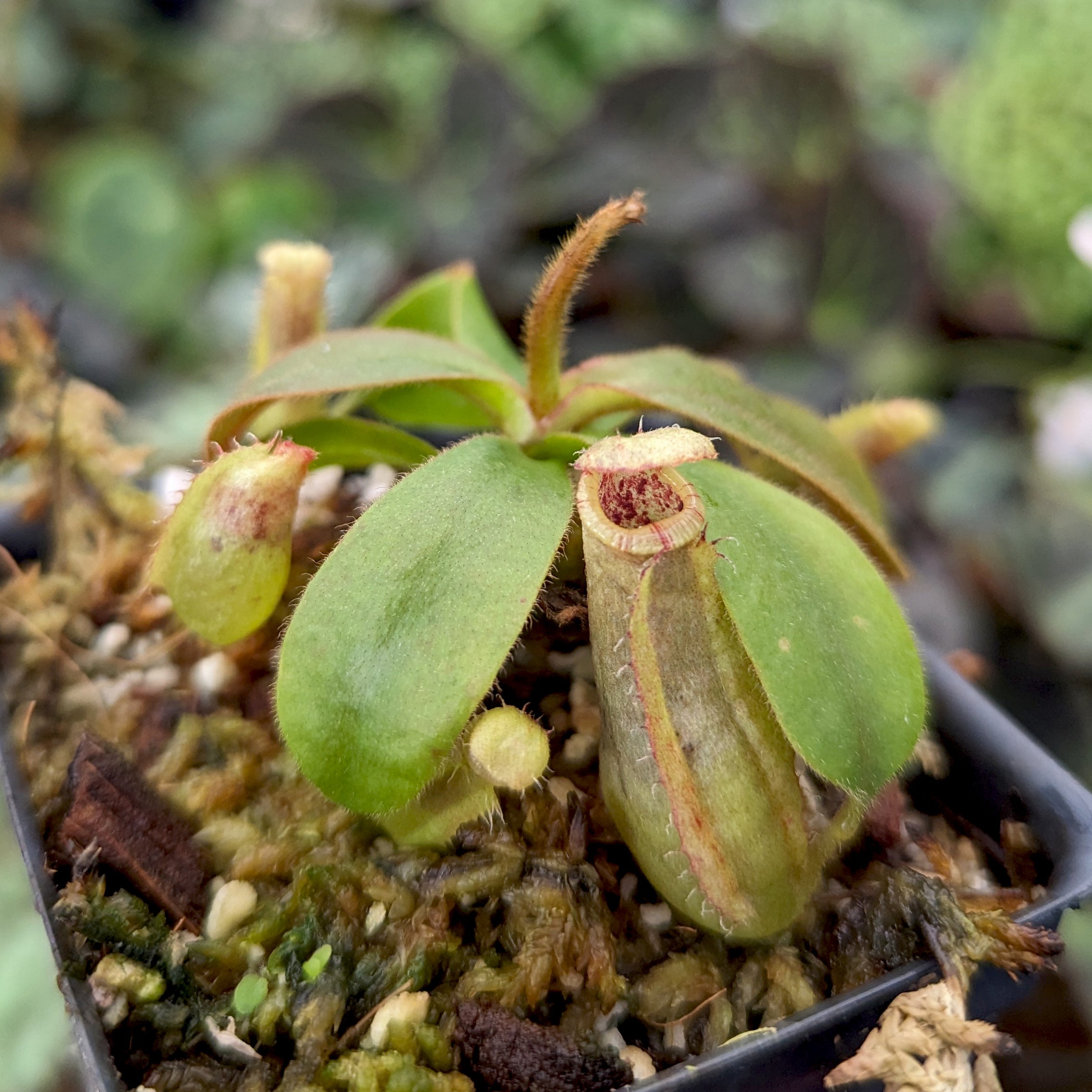 Nepenthes veitchii (Murud x Candy)-Best x (peltata x tenuis), CAR