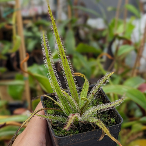 King Sundew Drosera regia in a small pot with tall slender leaves lined with dewy glandular tentacles