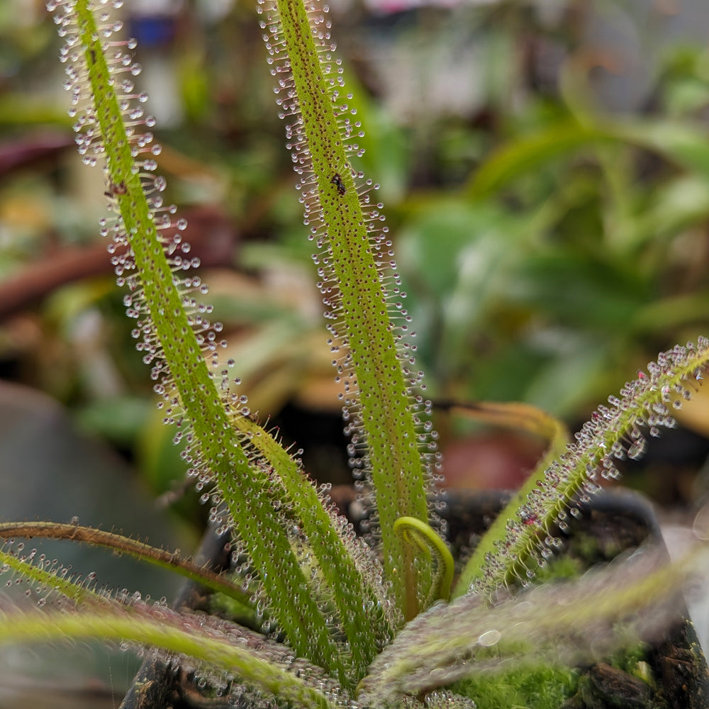 
                      
                        Drosera regia, King Sundew
                      
                    