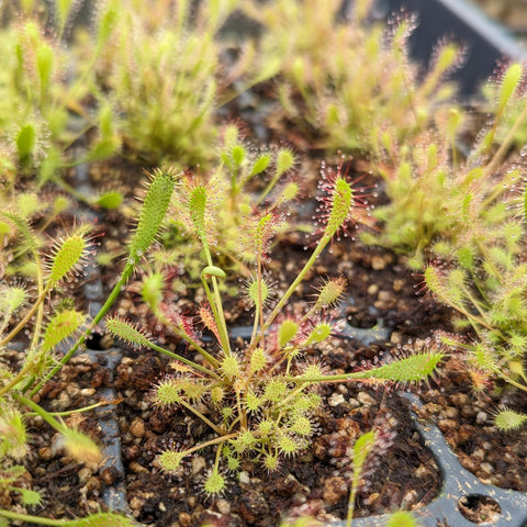 Close-up of Drosera anglica English Sundew with dew coated tentacles on tiny leafy rosettes.