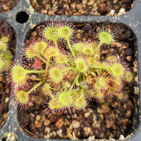 Green round-leaved sundews with red-tipped dew-covered tentacles in a plastic tray.