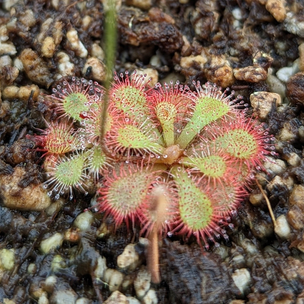 
                      
                        Drosera dielsiana, Pretty Rosette Sundew
                      
                    