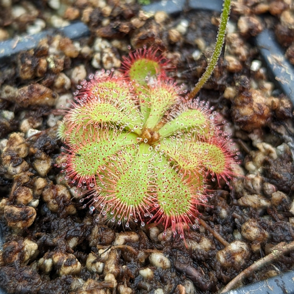 
                      
                        Drosera dielsiana, Pretty Rosette Sundew
                      
                    