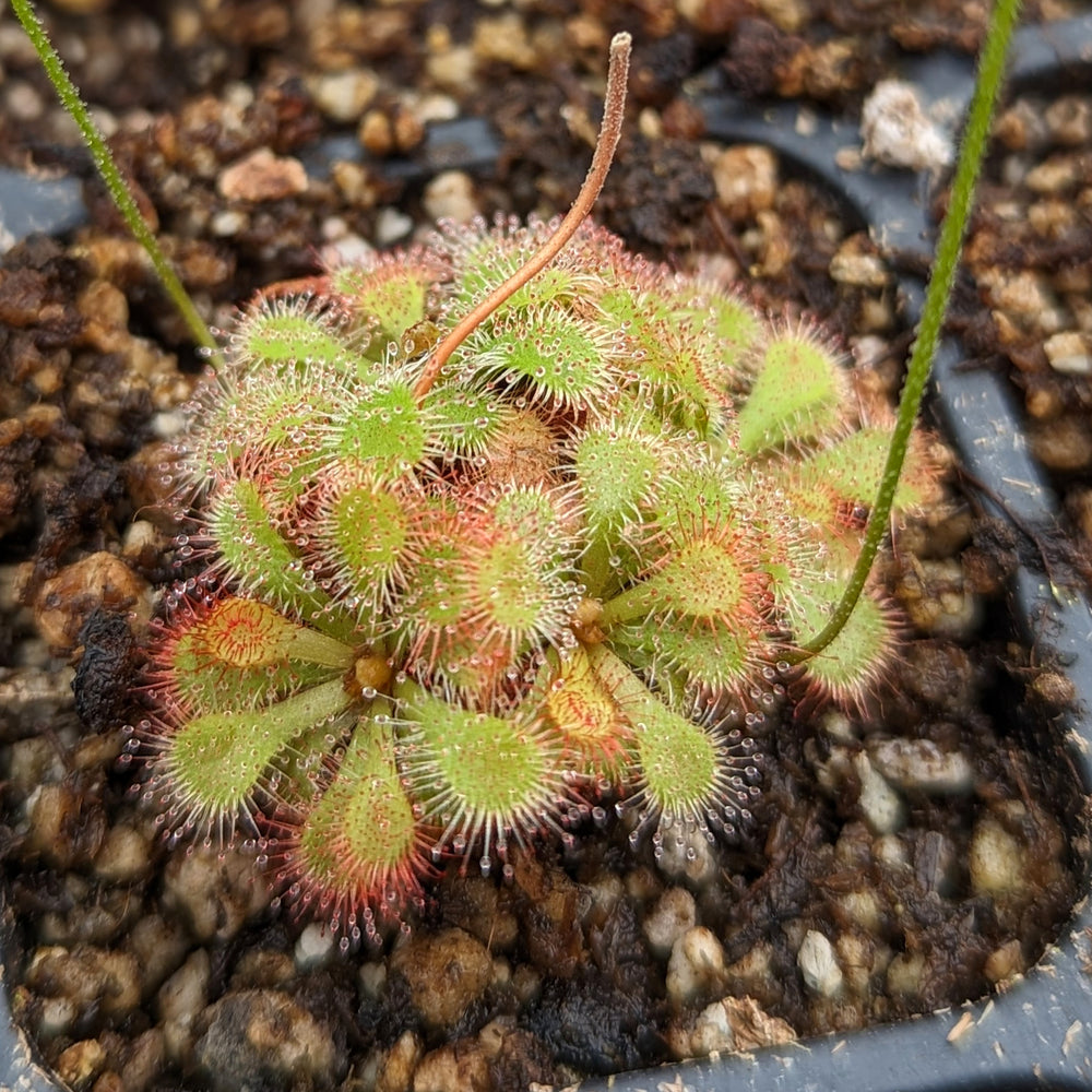 
                      
                        Drosera dielsiana, Pretty Rosette Sundew
                      
                    