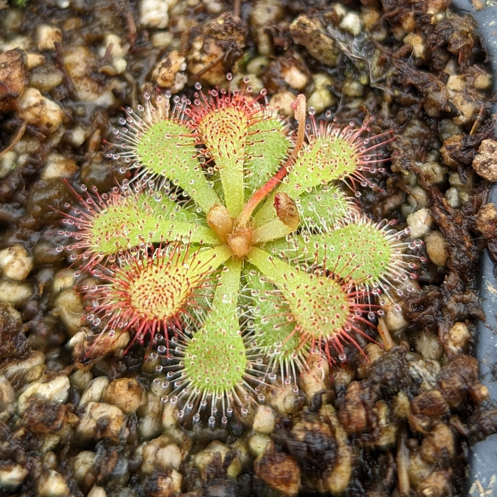 
                      
                        Drosera dielsiana, Pretty Rosette Sundew
                      
                    
