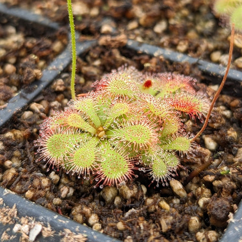 Drosera dielsiana Pretty Rosette Sundew forming a dense green rosette with tiny pinkish tentacles and dew on the tips.