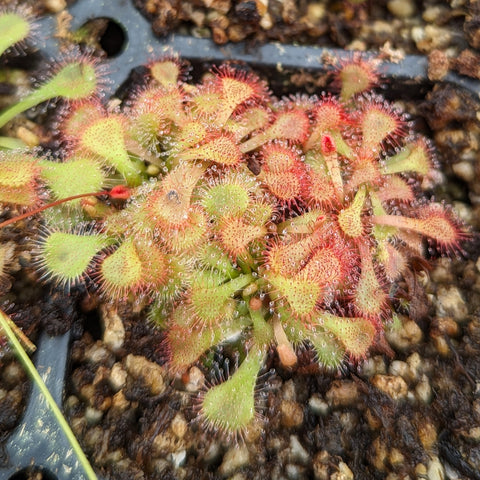 Drosera natalensis sundew with many dew covered rosettes of small green leaves edged in red in a pot