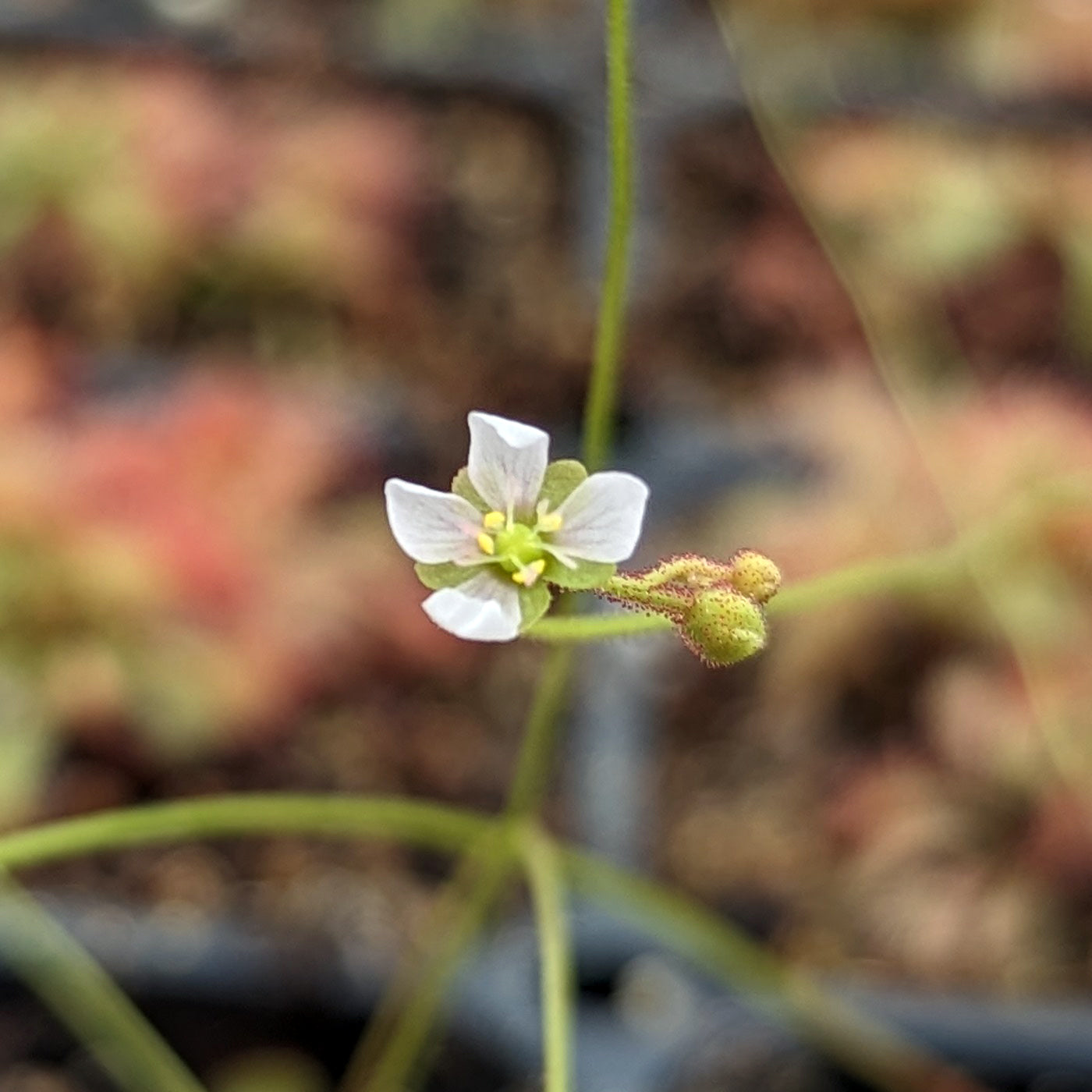 Drosera natalensis, Natal Sundew – Carnivero