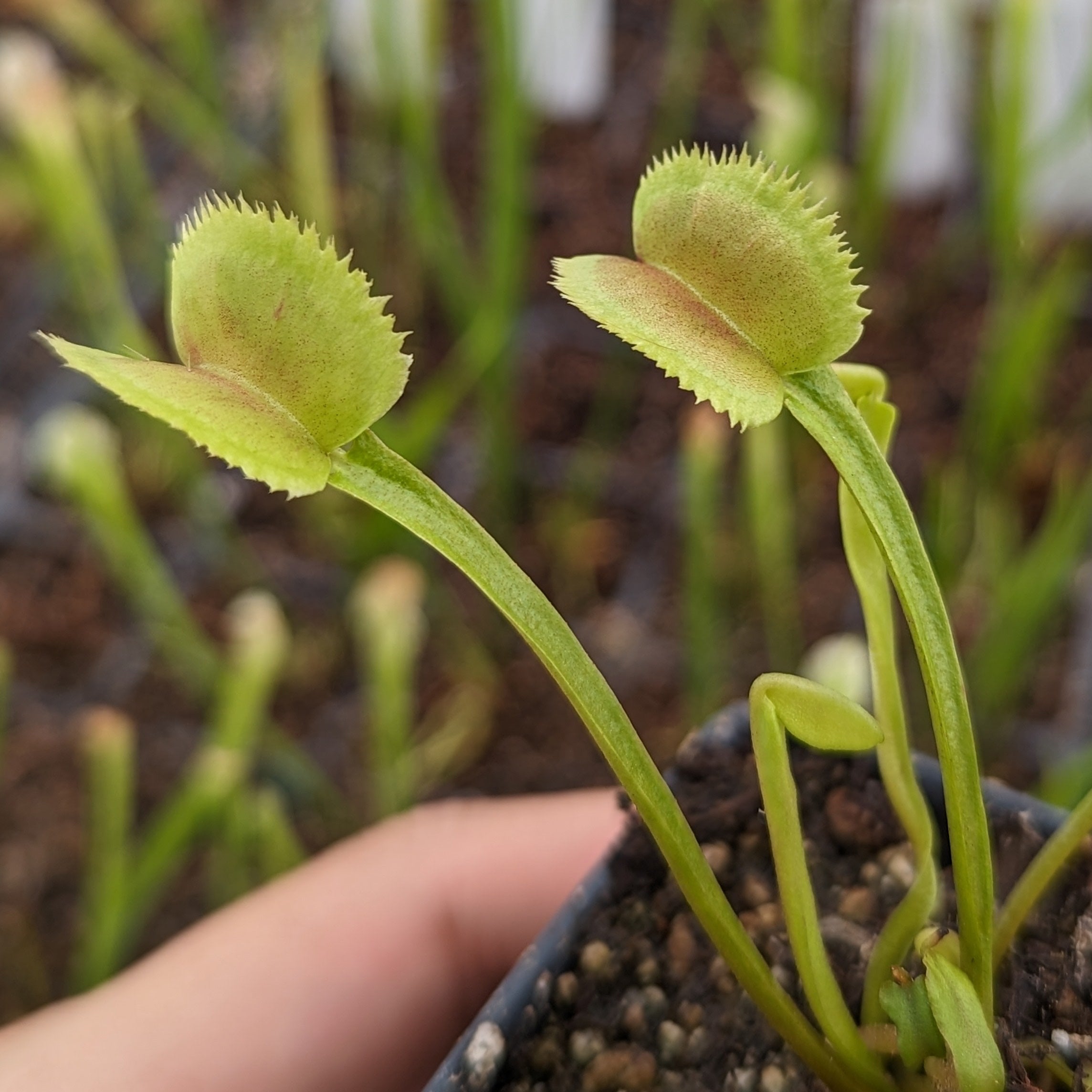 Venus Flytrap-Dionaea muscipula 