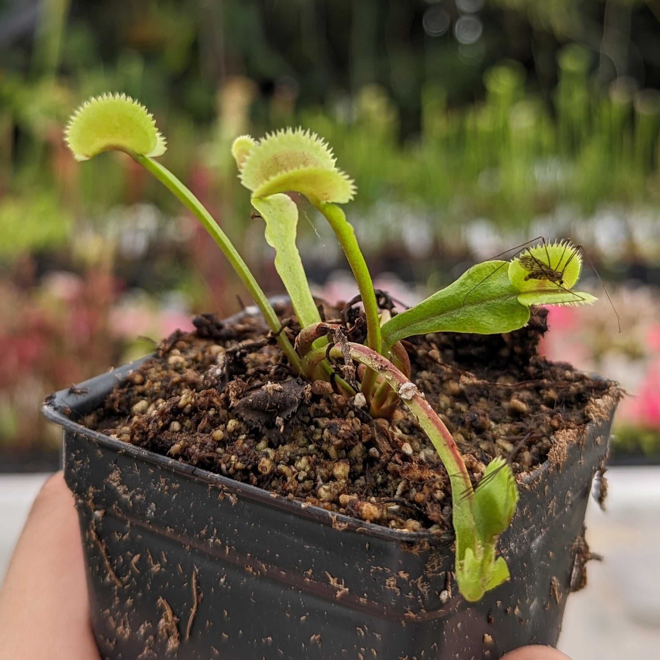 Venus Flytrap-Dionaea muscipula 