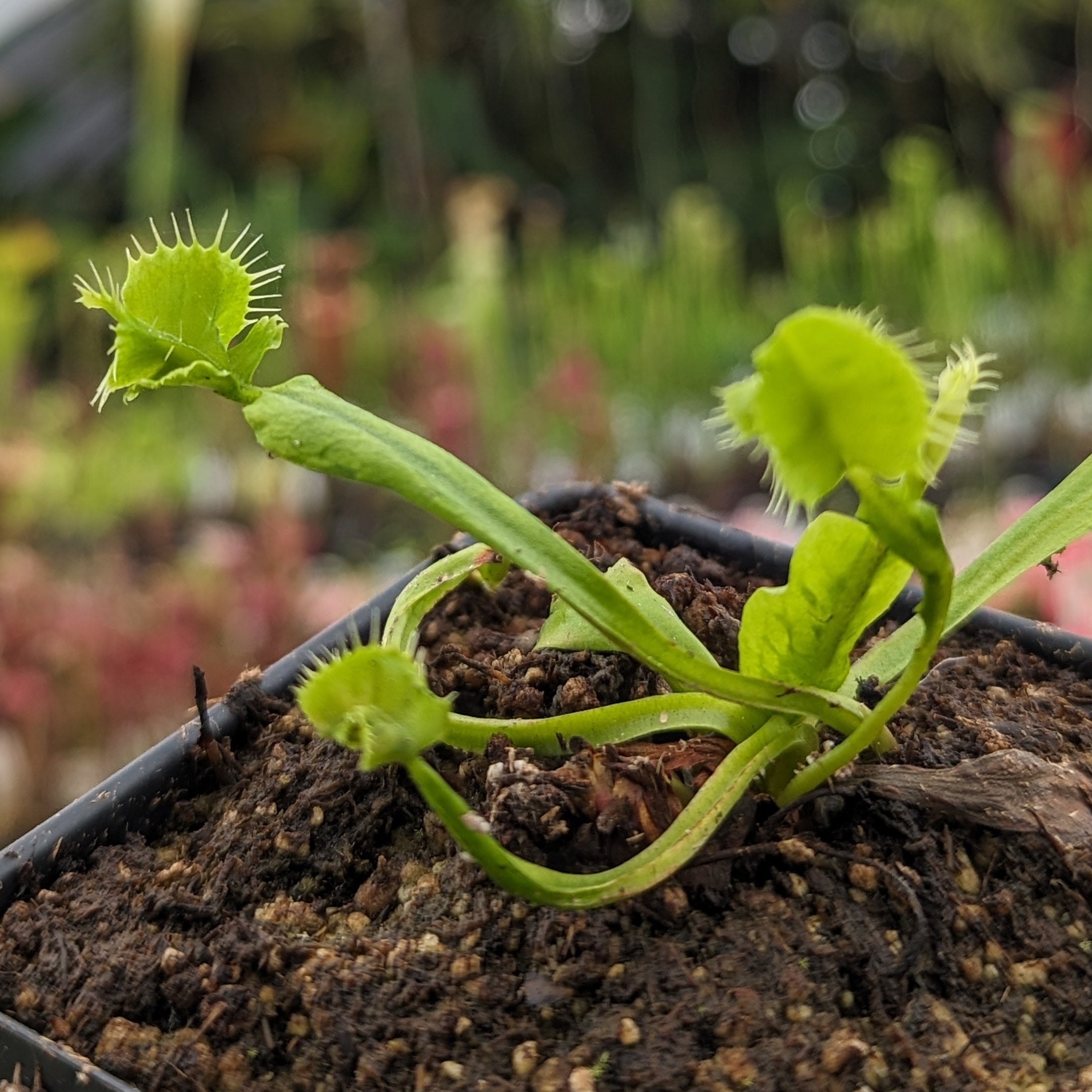 Venus Flytrap- Dionaea muscipula Mirror – Carnivero