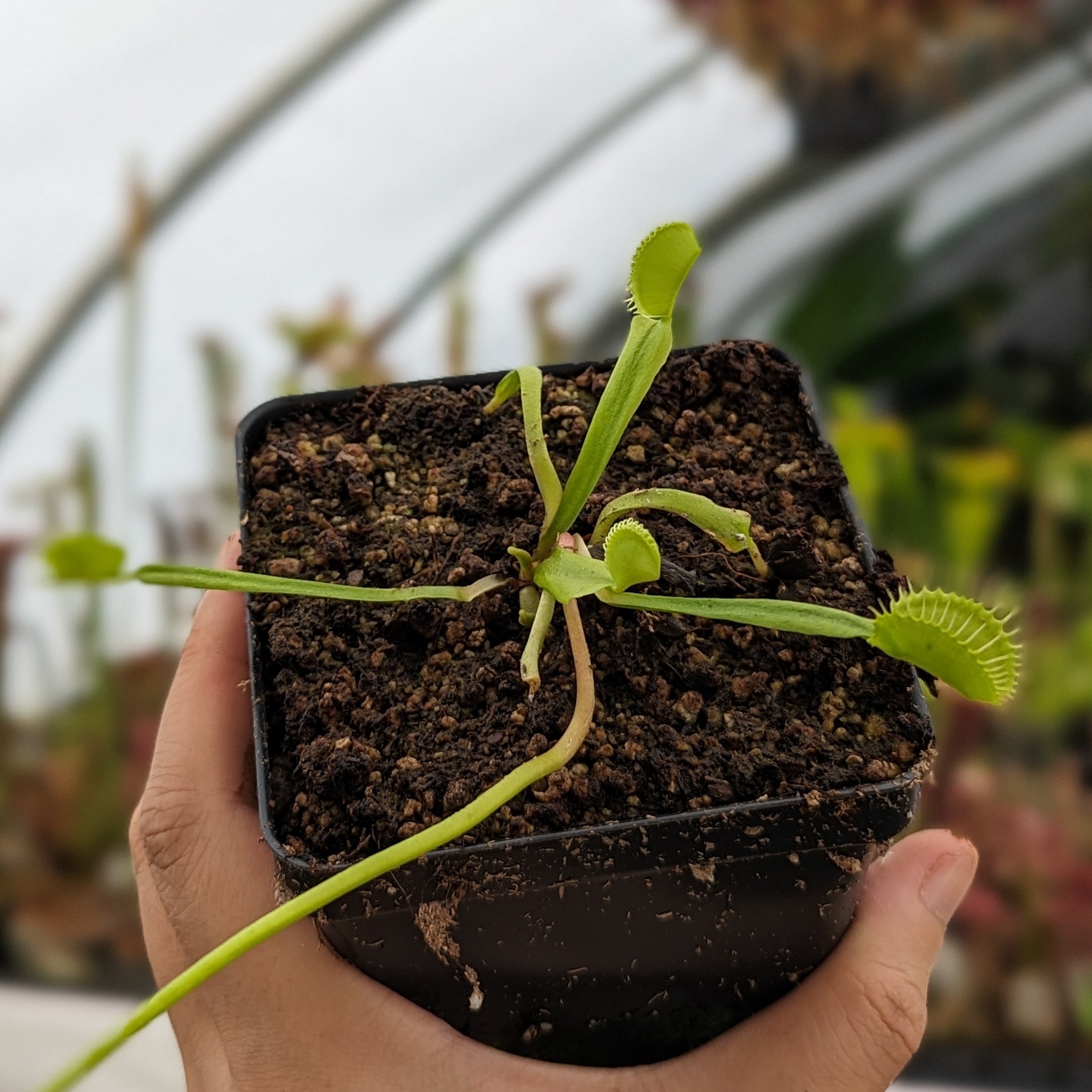 g-rap 南部メロウ収録 Venus Flytrap- Dionaea muscipula Mirror – Carnivero