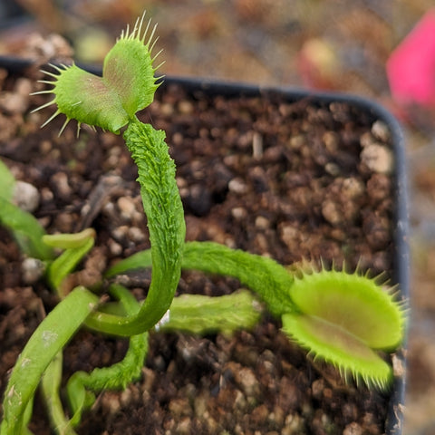 Venus Flytrap Dionaea muscipula young plant with a bright green trap and spiky marginal teeth in a pot