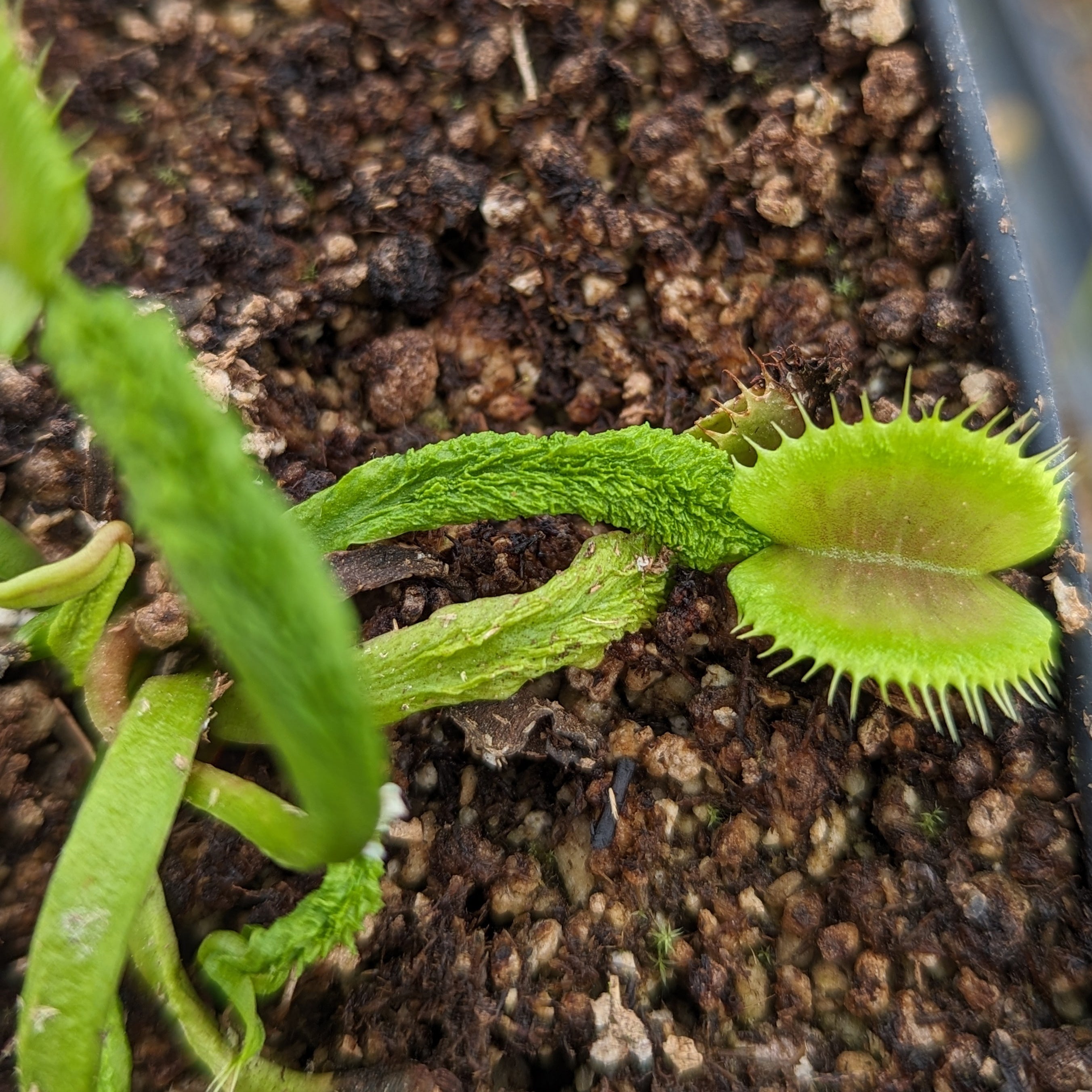 Venus Flytrap- Dionaea muscipula Schupp Destruction – Carnivero