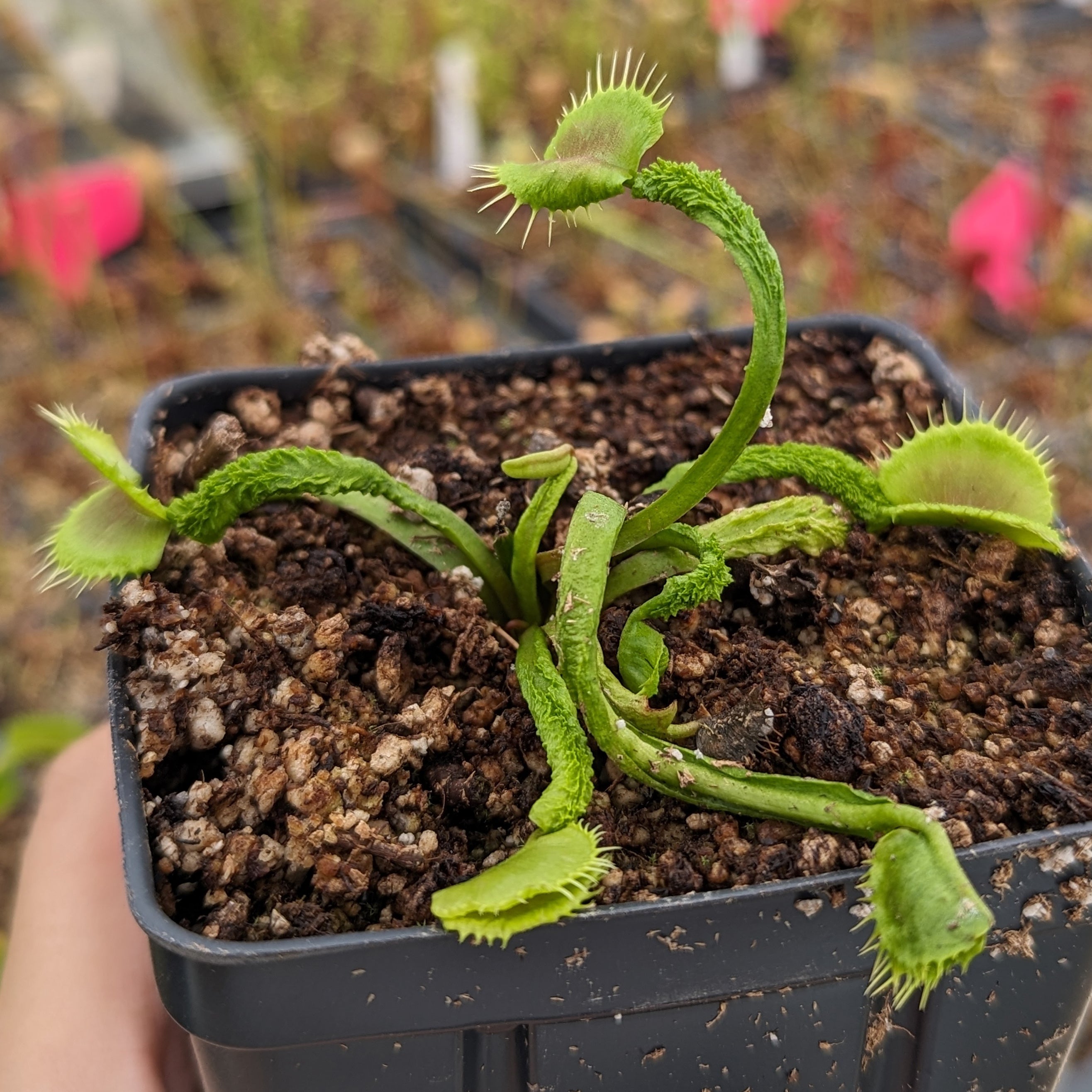 Venus Flytrap- Dionaea muscipula Schupp Destruction – Carnivero
