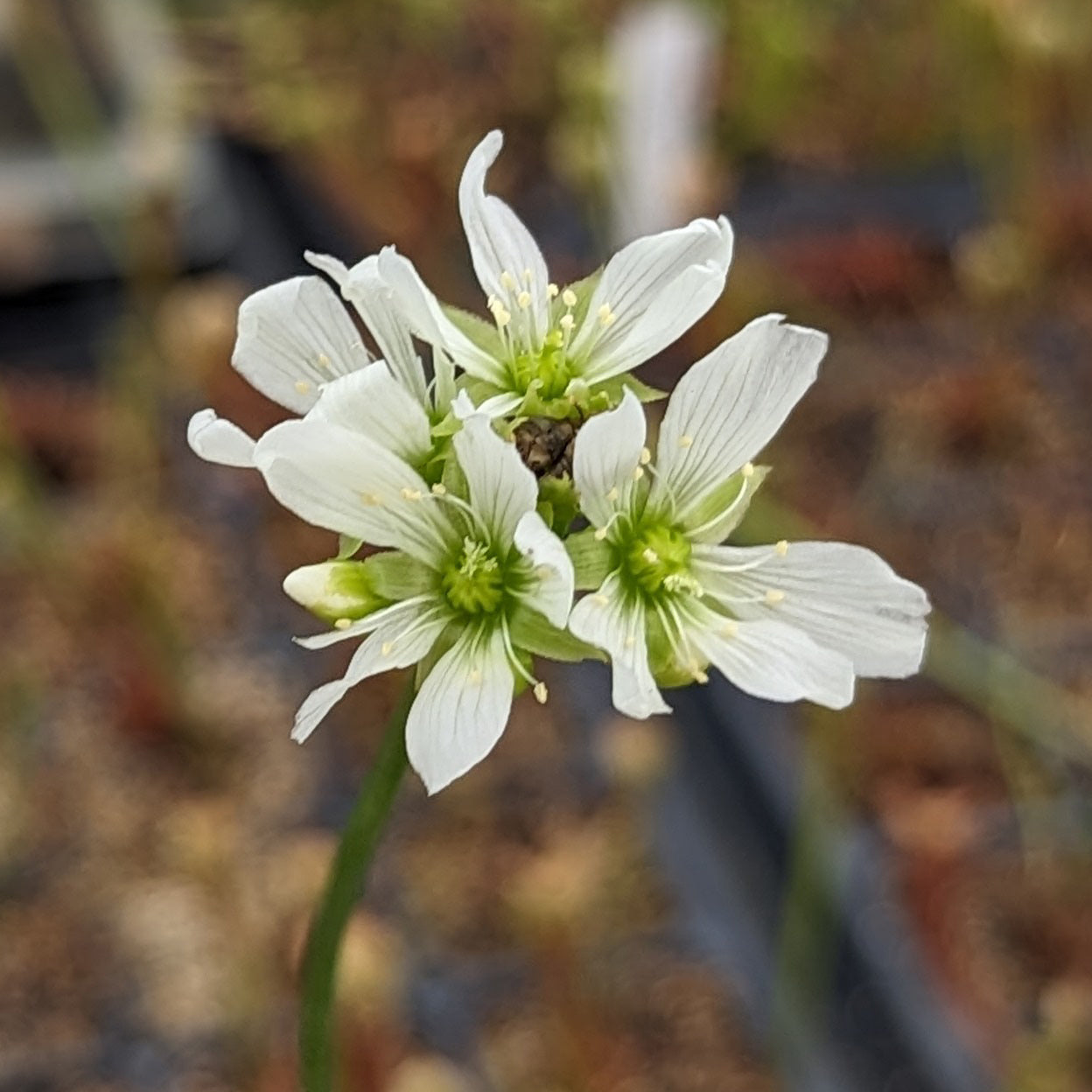 Venus Flytrap- Dionaea muscipula Schupp Destruction – Carnivero