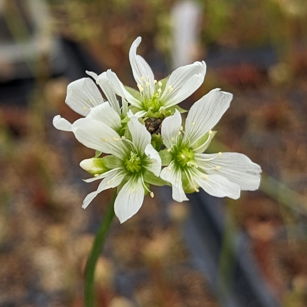 
                      
                        Venus Flytrap- Dionaea muscipula Schupp Destruction
                      
                    