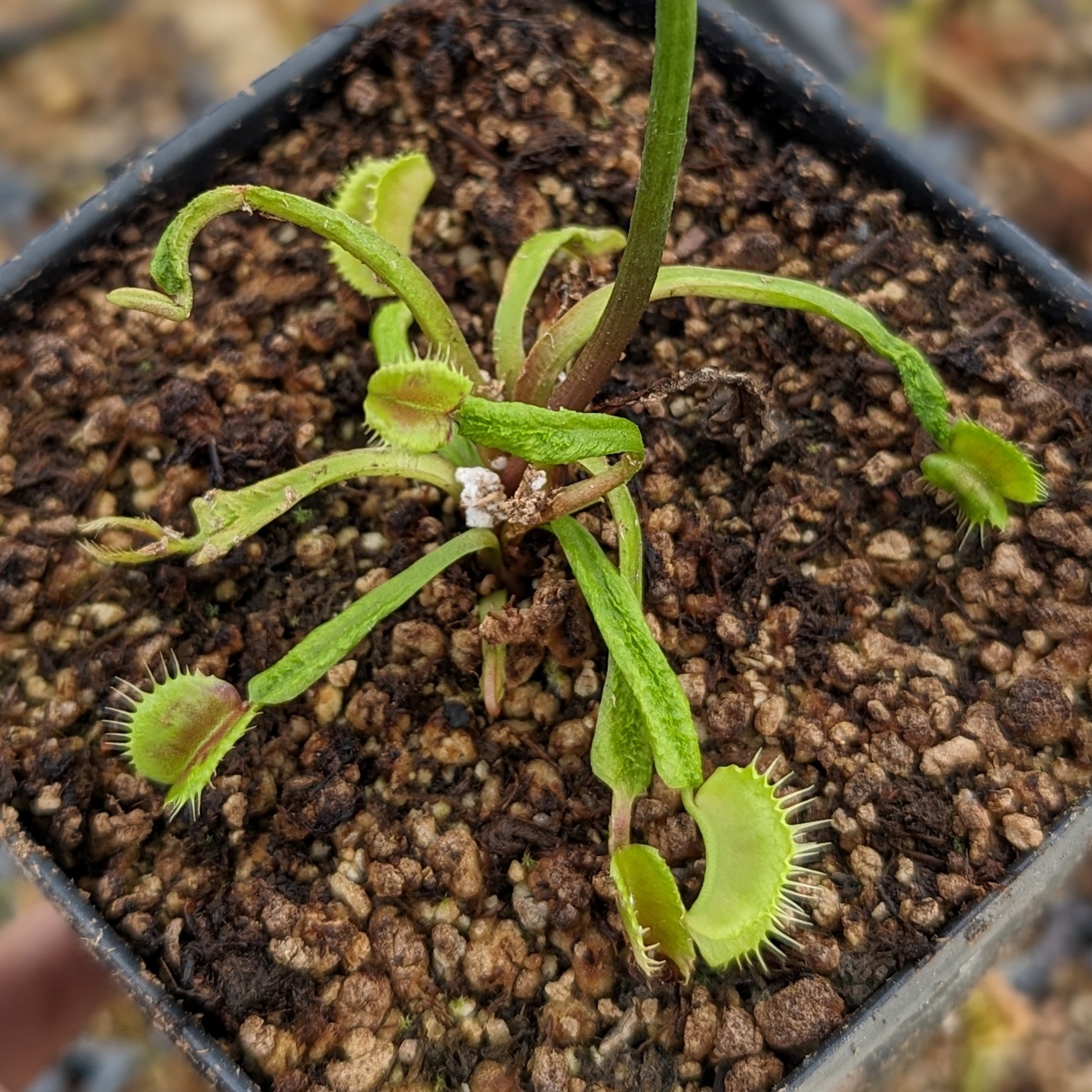 Venus Flytrap- Dionaea muscipula Schupp Destruction – Carnivero