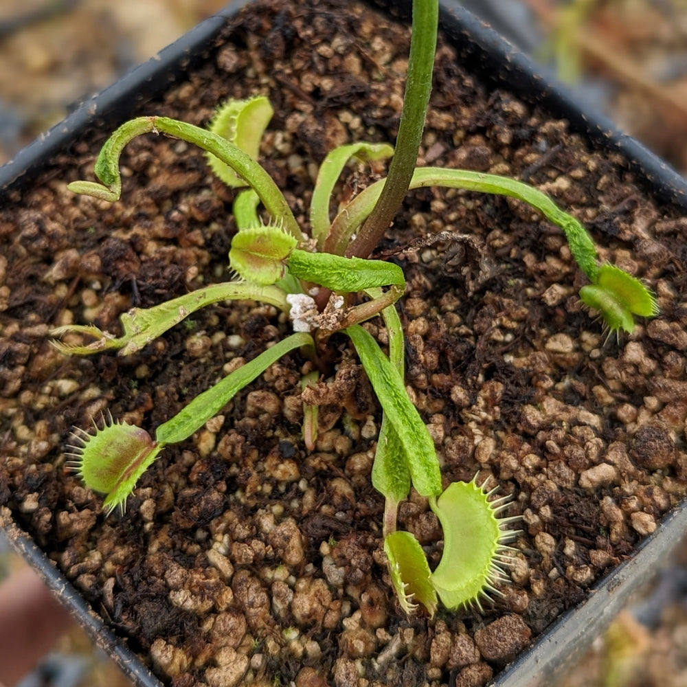 
                      
                        Venus Flytrap- Dionaea muscipula Schupp Destruction
                      
                    