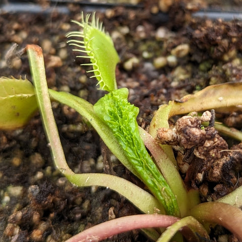 Close-up of a Venus flytrap trap with sharp white teeth along the edge